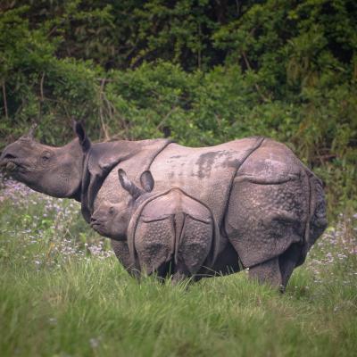 Rhino At Cnp